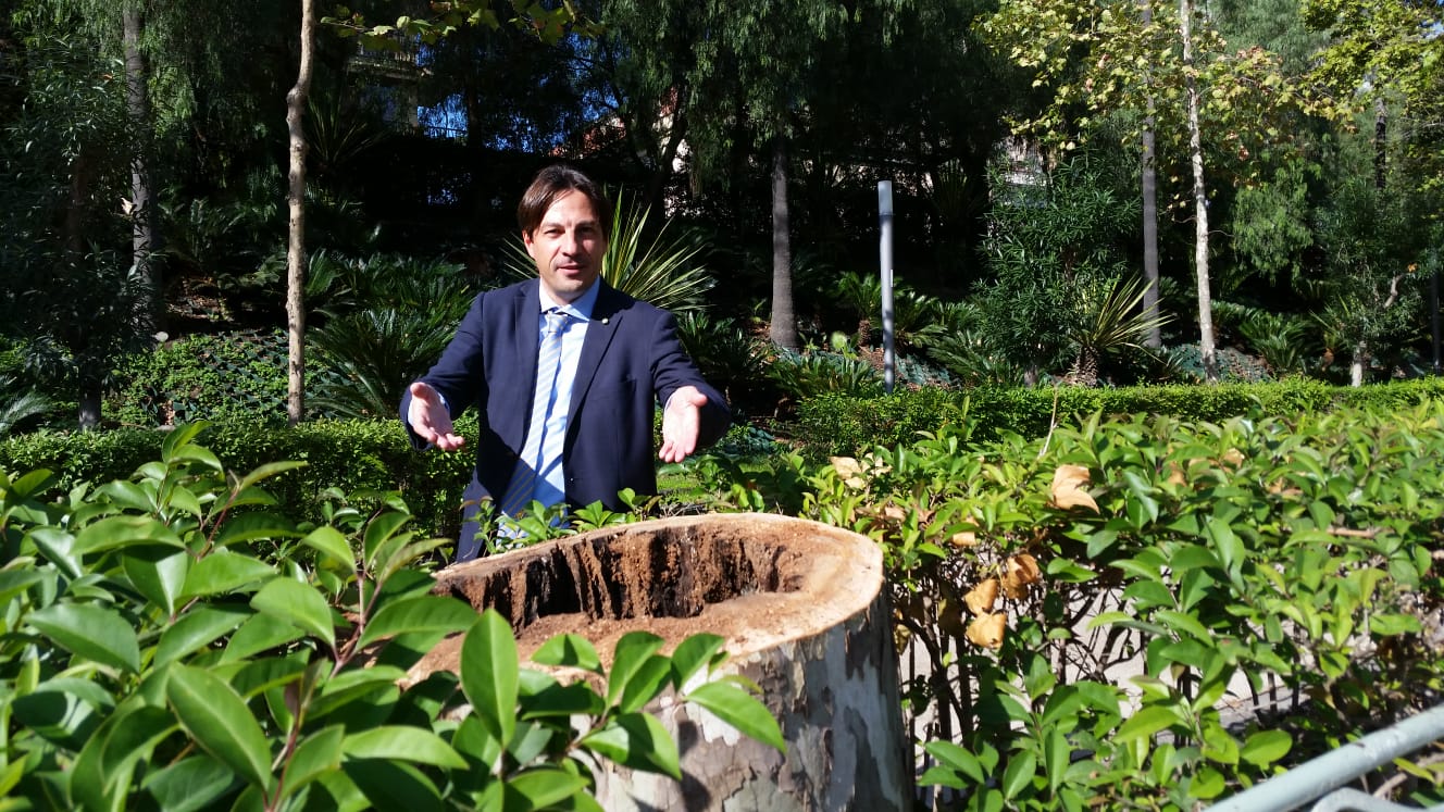 Catania (quasi) senza verde urbano che abbatte gli alberi, l’assessore “Non è un capriccio, sono a rischio crollo”