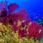Nel mare delle Eolie rischia di estinguersi la foresta sottomarina di corallo bambù