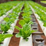 La Regione ignora l’agricoltura del futuro, nessun incentivo previsto per l’idroponica