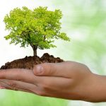 Veneto, compra 500 mila metri quadri di terra per piantare alberi