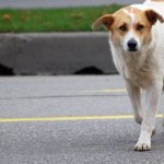 Il Comune di Enna in campo nella lotta al randagismo