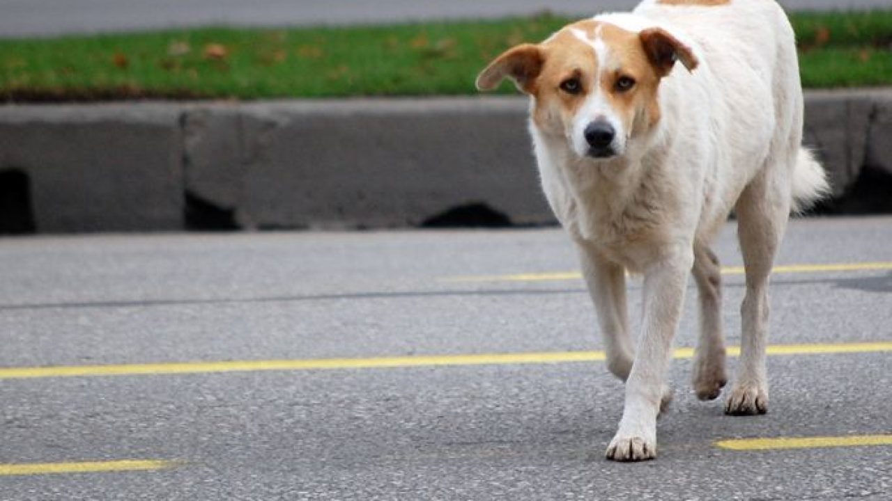 Il Comune di Enna in campo nella lotta al randagismo
