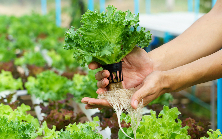 agricoltura-idroponica