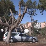 “Potature dannosissime” nel parco dell’ospedale Rizza di Siracusa
