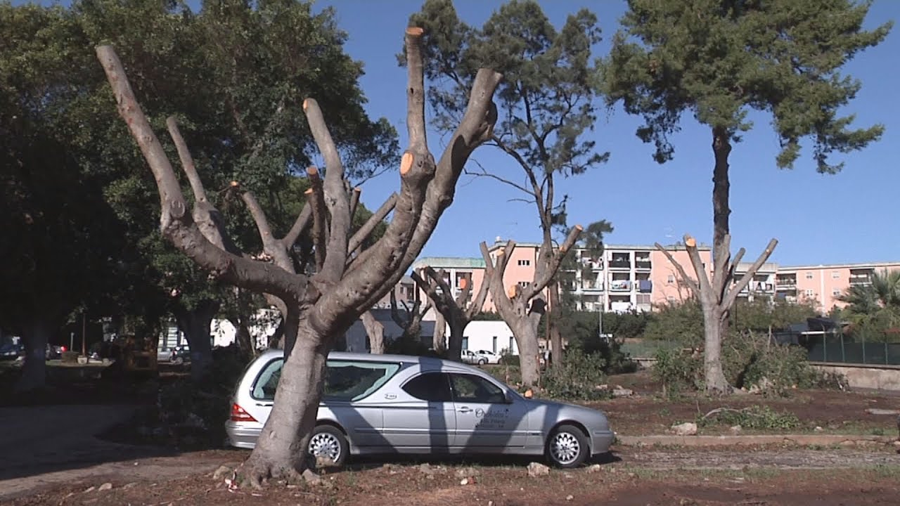 “Potature dannosissime” nel parco dell’ospedale Rizza di Siracusa