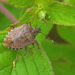 Una fabbrica contro gli organismi nocivi all’agricoltura
