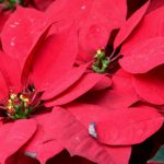 Fondazione Giglio aderisce a campagna Ail contro leucemie