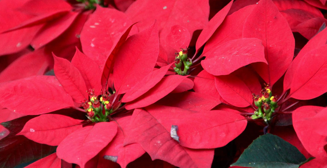 Fondazione Giglio aderisce a campagna Ail contro leucemie