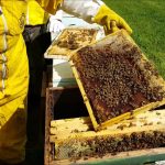 Apicoltura a rischio, “Vietare l’uso di erbicidi”