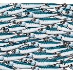 Sardine, 9 italiani su 10 le conoscono