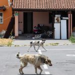 Mineo, chiude il Cara ma restano i cani, Enpa “Noi e il Comune lasciati soli”