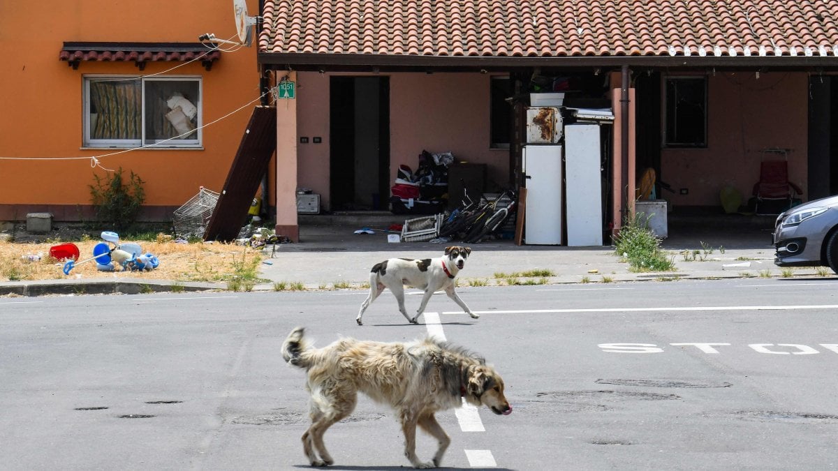 Mineo, chiude il Cara ma restano i cani, Enpa “Noi e il Comune lasciati soli”