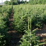 Natale, l’albero vero è la scelta migliore