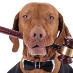 Animali nei locali pubblici, cosa dice la legge