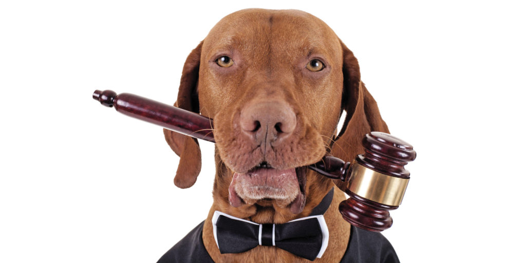 Animali nei locali pubblici, cosa dice la legge