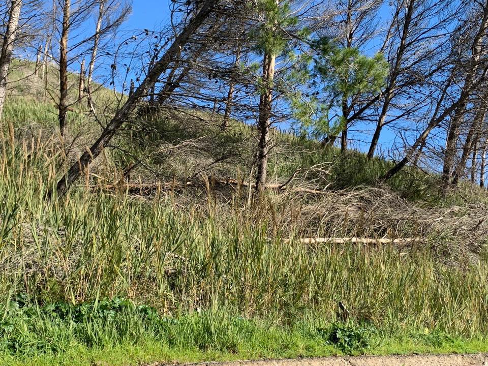 Vento molto forte e disagi nell’ennese nel weekend Vento molto forte e disagi nell’ennese nel weekend