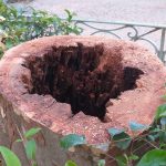 Catania, “I 2.000 alberi? Stiamo decidendo dove piantarli”