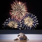 Botti di fine anno, la Sima lancia allarme: effetti su salute, ambiente e amici animali