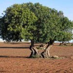 Guerra e amore all’ombra di un carrubo: così Bellomo racconta la Sicilia