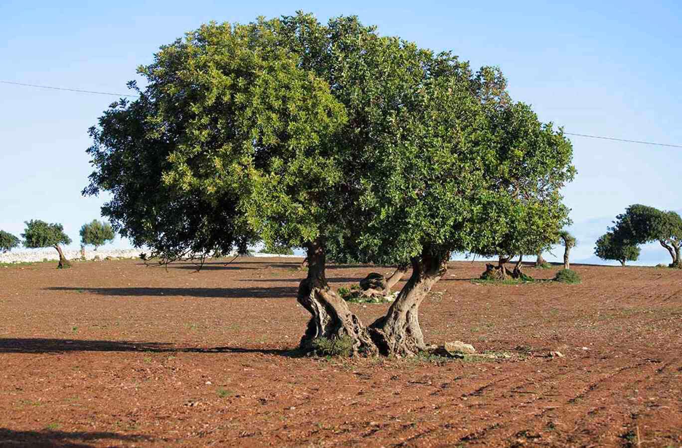 Guerra e amore all’ombra di un carrubo: così Bellomo racconta la Sicilia Guerra e amore all’ombra di un carrubo: così Bellomo racconta la Sicilia