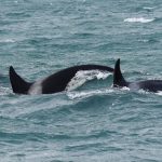 Ambiente, avvistate tre orche nello Stretto di Messina