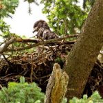 Biodiversità, adesso ci sono le linee guida nazionali