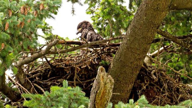 Biodiversità, adesso ci sono le linee guida nazionali