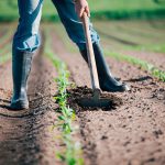 Applicazione dell’Iva nella cessione di terreni agricoli divenuti edificabili