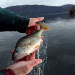 Microplastiche nei pesci, Arpa e Mipaaf avviano monitoraggio sulle coste siciliane