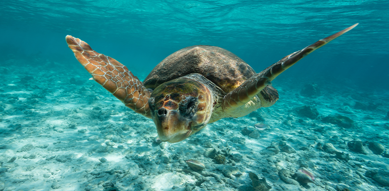 Droni, app e trasmettitori satellitari per difendere le tartarughe marine