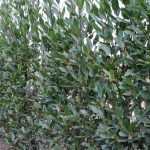 A Troina piantati 56 alberi per ciascun nato nel 2019