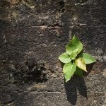 In Sicilia un quinto degli edifici inutilizzati ma continuano a crescere consumo di suolo… e CO2