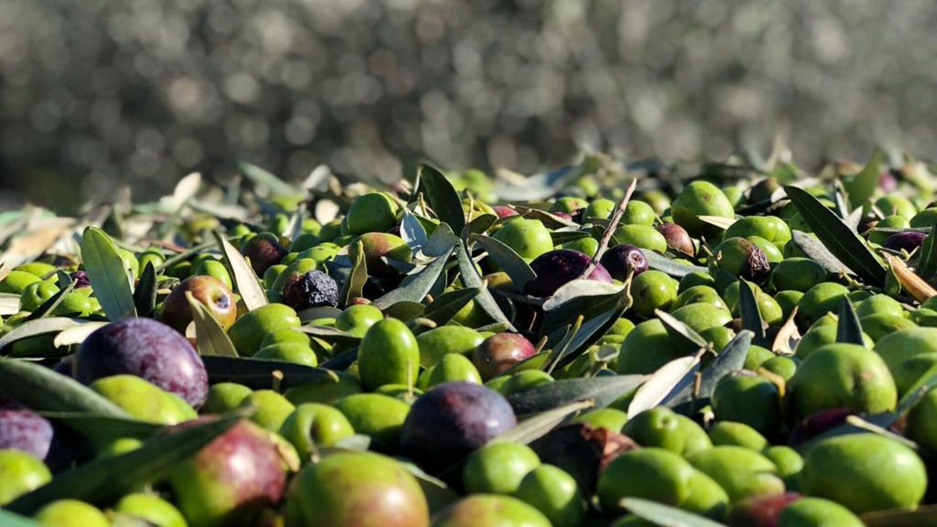 Concorrenza sleale minaccia per l’olio d’oliva siciliano
