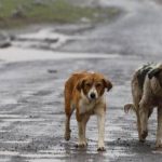 Randagismo Catania, il Comune vuole mappare gli animali
