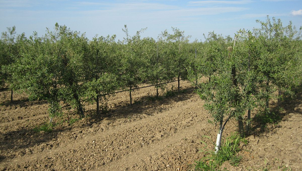 Esa-Libero Consorzio per il patrimonio olivicolo