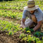 Giovani agricoltori siciliani, tra primato e difficoltà di accesso alla terra