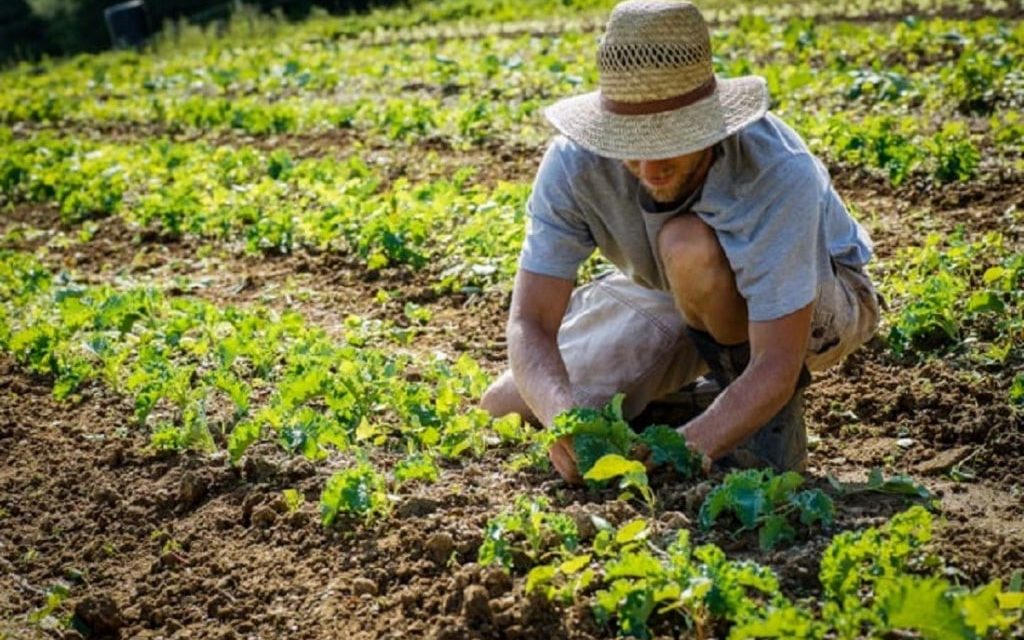 Giovani agricoltori siciliani, tra primato e difficoltà di accesso alla terra