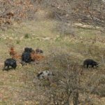 Processo Nebros II, il Comune di Troina parte civile