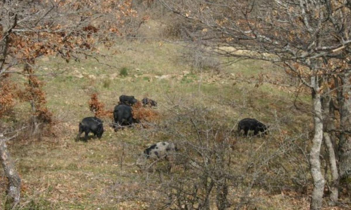 Processo Nebros II, il Comune di Troina parte civile