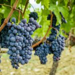 Il biologico per dare nuovo slancio alla vitivinicoltura