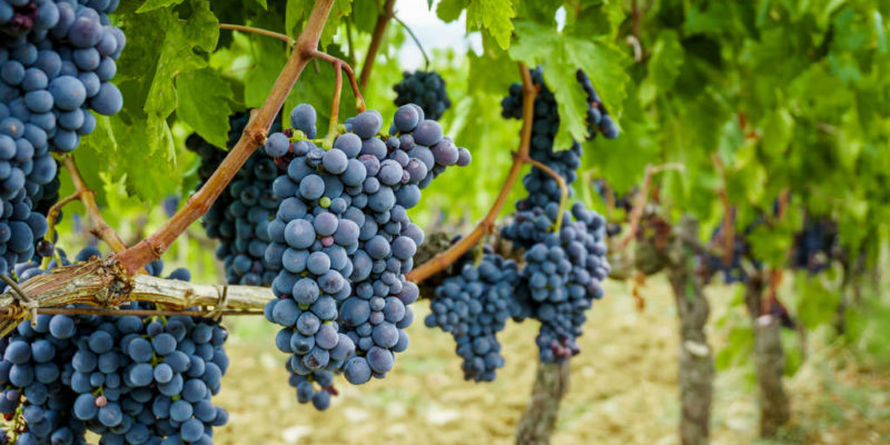 Il biologico per dare nuovo slancio alla vitivinicoltura