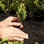 Alla Sicilia manca più di un milione di alberi. Quelli che avrebbero dovuto piantare i Comuni