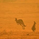 Clima, incendi Australia, un miliardo di animali uccisi