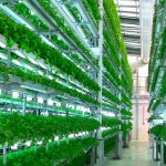 Serre verticali idroponiche negli edifici abbandonati