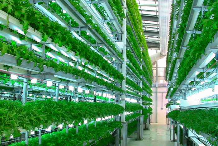 Serre verticali idroponiche negli edifici abbandonati