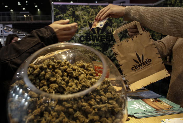 Cannabis terapeutica, in Sicilia la Regione darà il farmaco gratis. L’assessore Razza firma il decreto Cannabis terapeutica, in Sicilia la Regione darà il farmaco gratis. L’assessore Razza firma il decreto