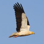 Fauna, raro avvoltoio trovato morto in Sicilia