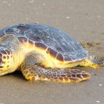 Caretta caretta ingoia palloncino e muore in spiaggia Falcone, carcassa rubata
