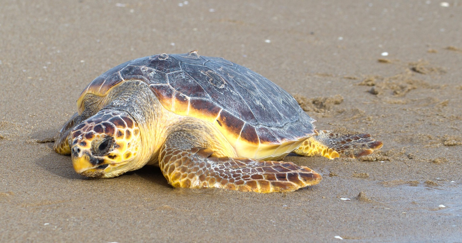 Caretta caretta ingoia palloncino e muore in spiaggia Falcone, carcassa rubata Caretta caretta ingoia palloncino e muore in spiaggia Falcone, carcassa rubata