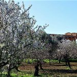Mandorli in fiore in anticipo, segno dei cambiamenti climatici